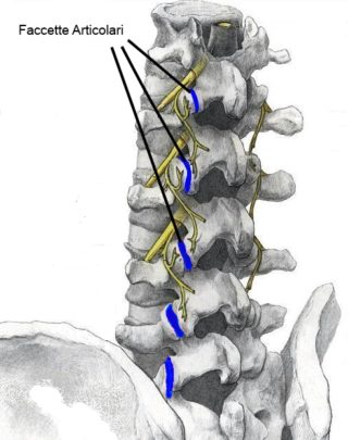 Faccette colonna vertebrale
