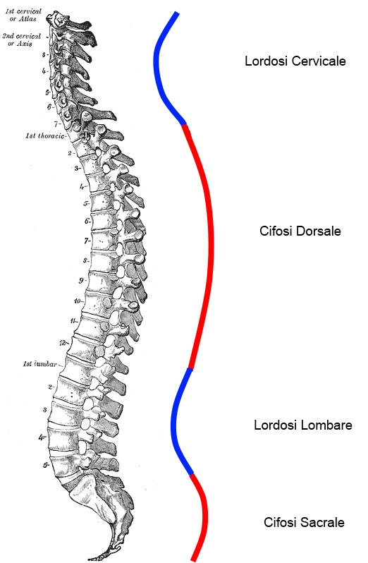 spinalcurves.jpg